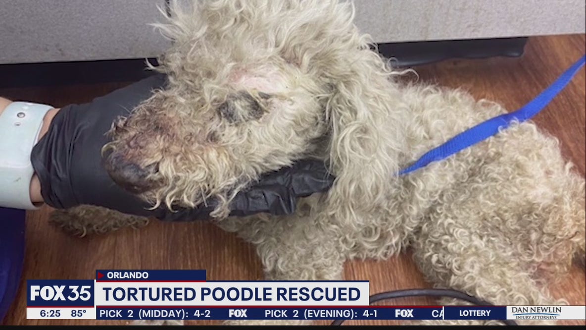 Poodle found in plastic bag, hogtied with mouth taped shut